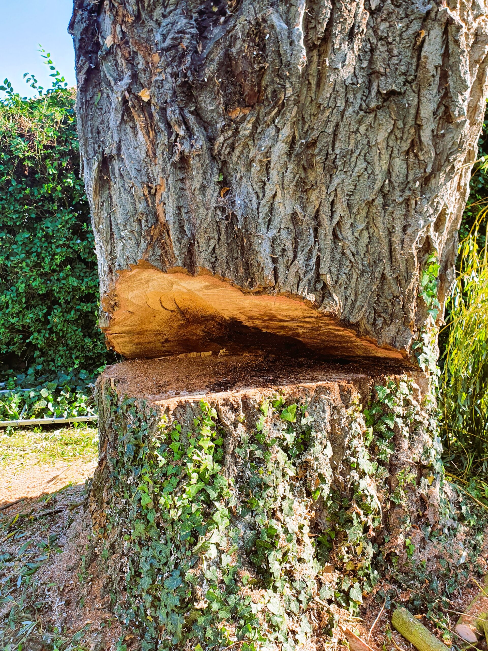 abattage arbre Arras