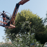 Démontage d’un saule en nacelle articulée au-dessus d’un parking